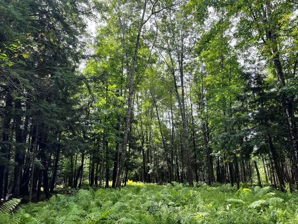 Whitten Woods, Middle Road Trails Clean-up, New Portland