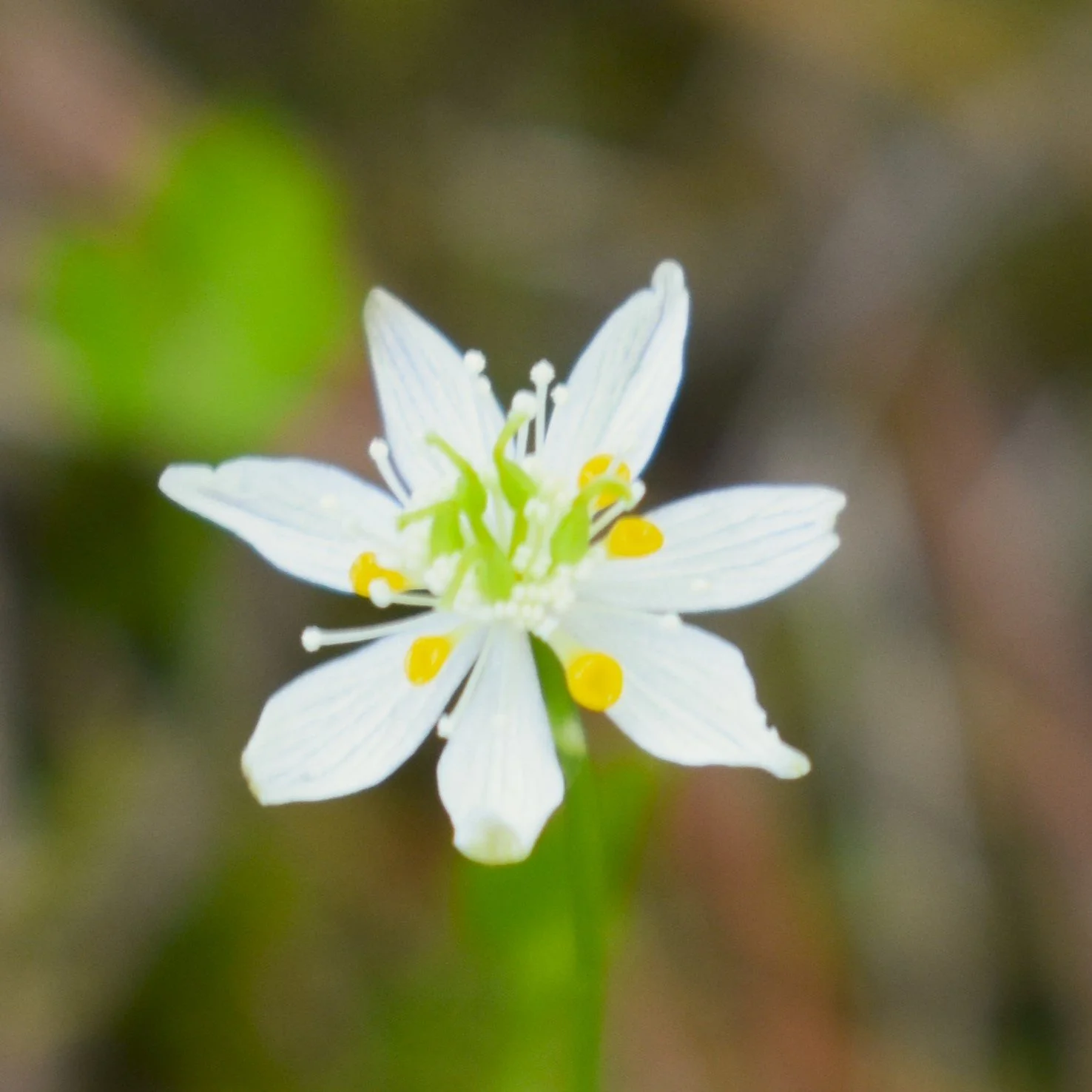 Wildflower Walk