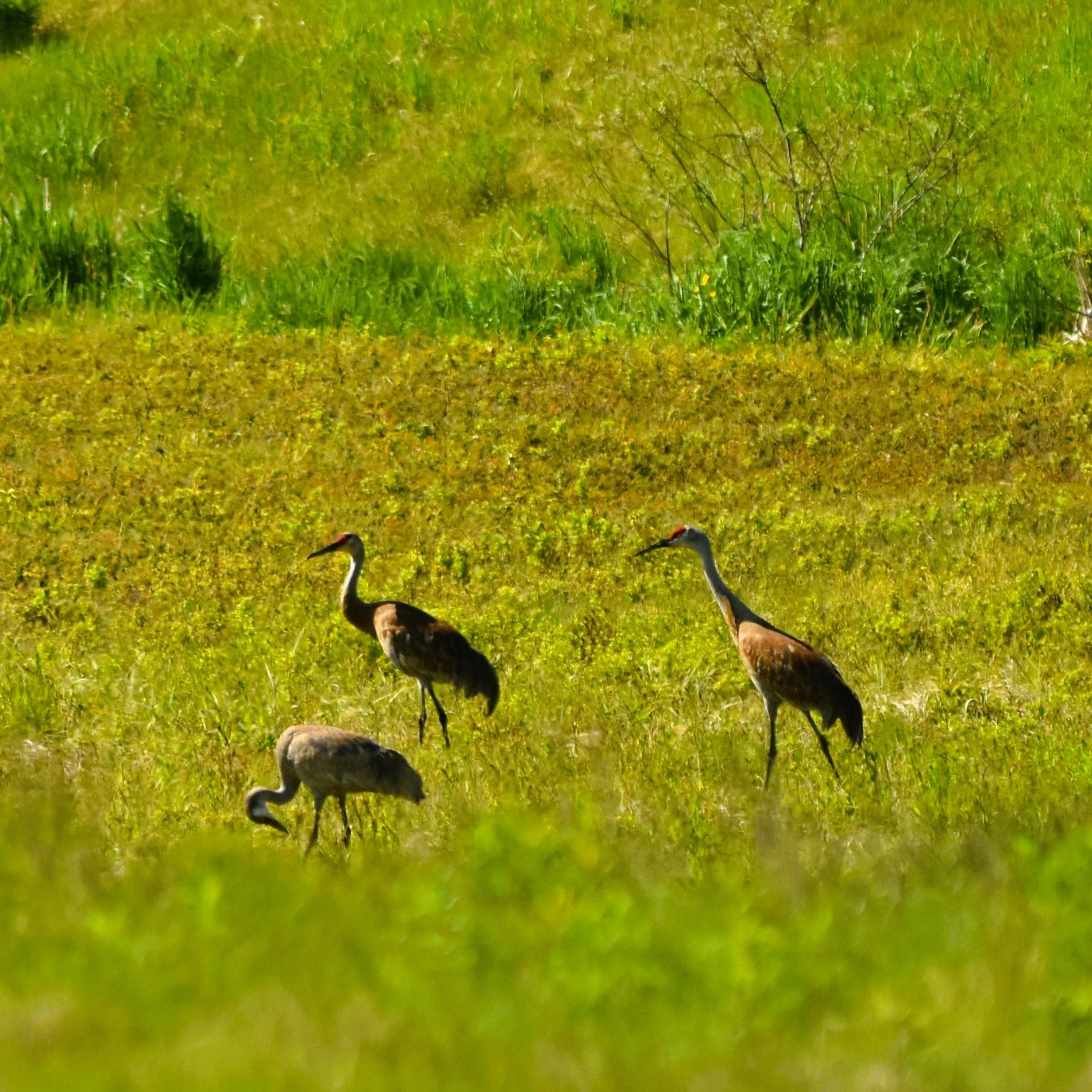 Birding & Brunch