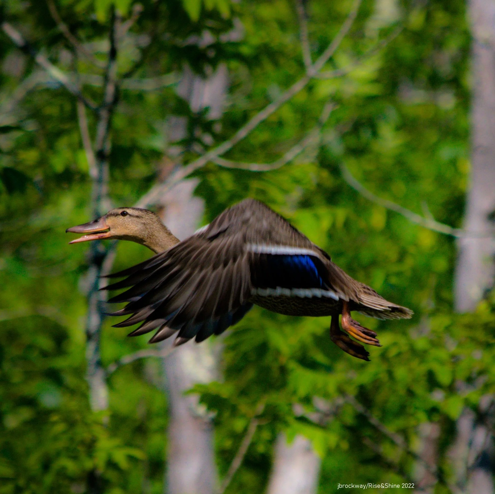 Birding &amp; Brunch