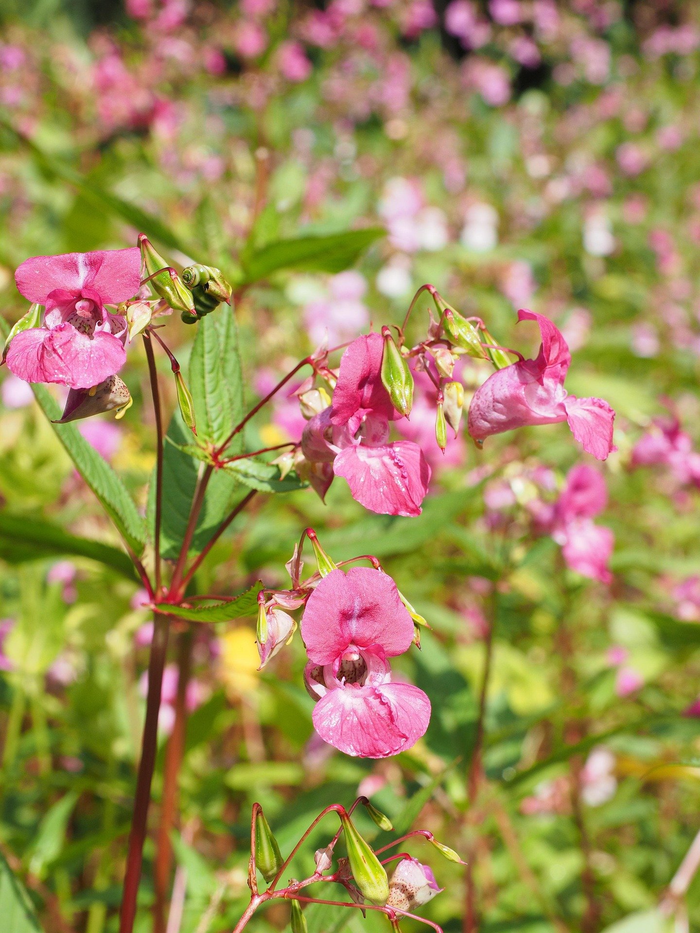 Himalayan Balsam Pull at Wesserunsett Stream