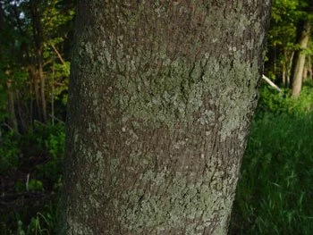 Norway Maple Pull at Jacobs Pines Preserve