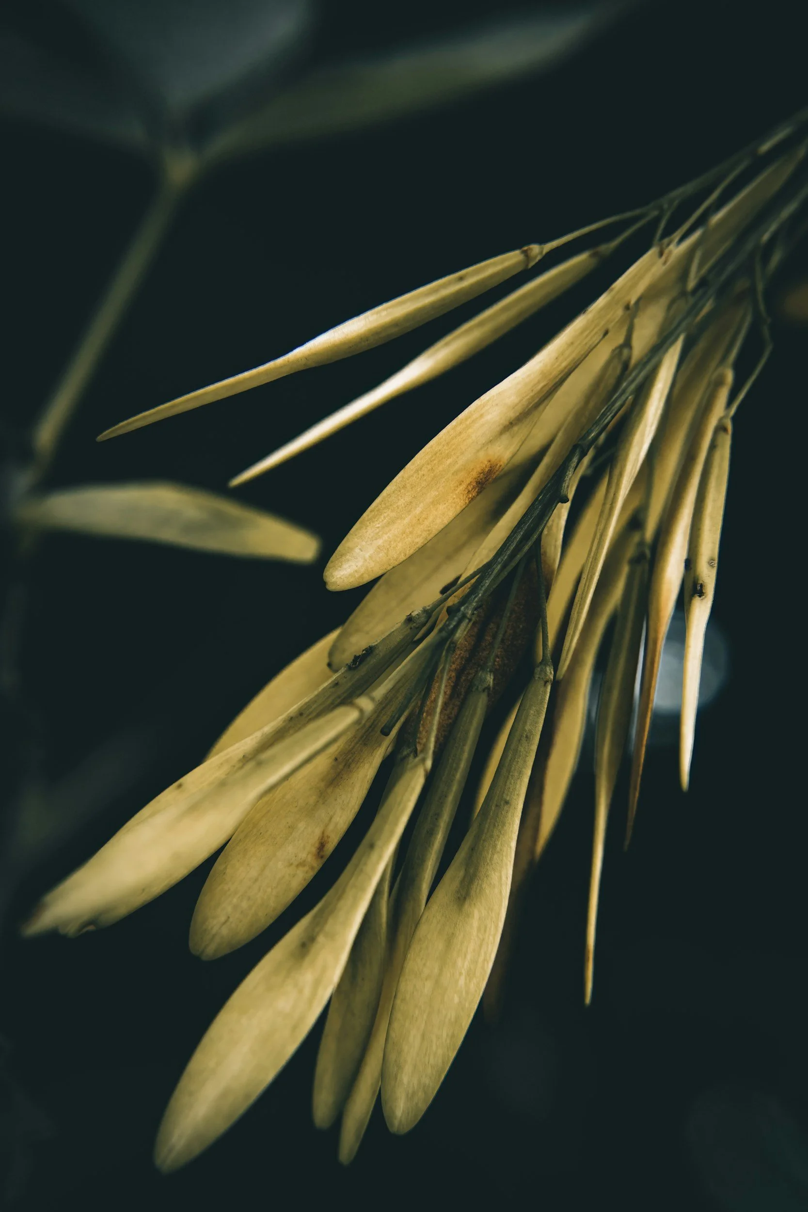 Seed Collection at Eaton River Preserve