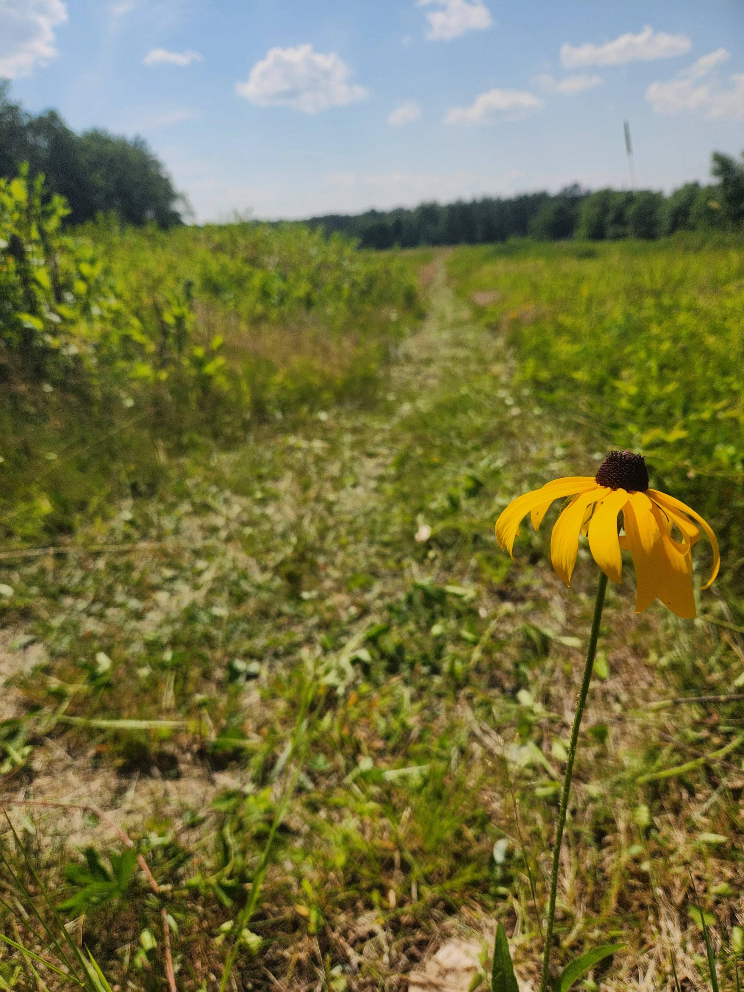 Workday at Parsons Family Preserve