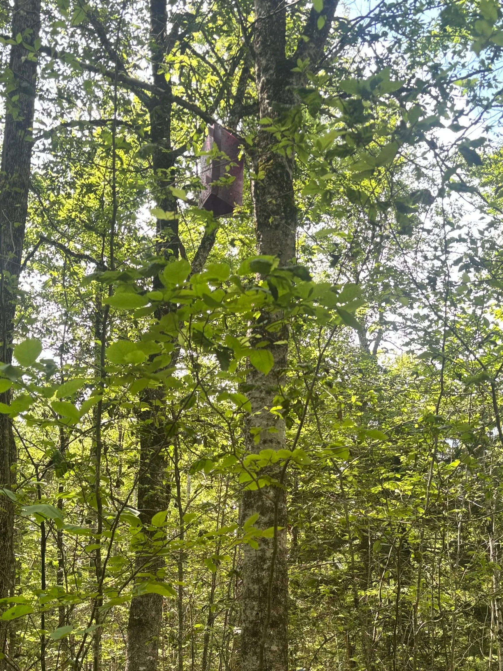Emerald Ash Borer Update