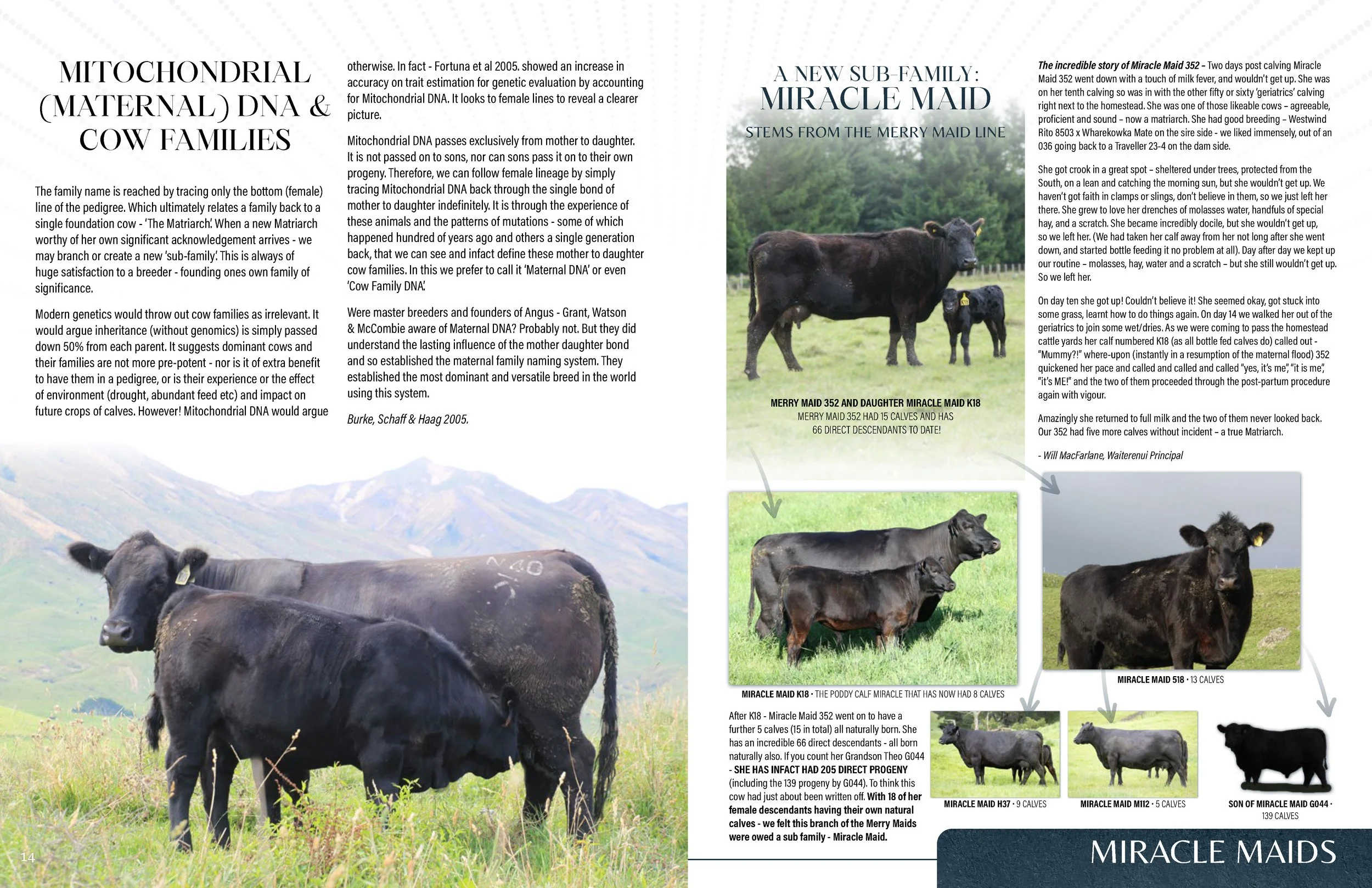 Hallmark Angus 2 YrOldSale 2026 spreads_Page_08.jpg
