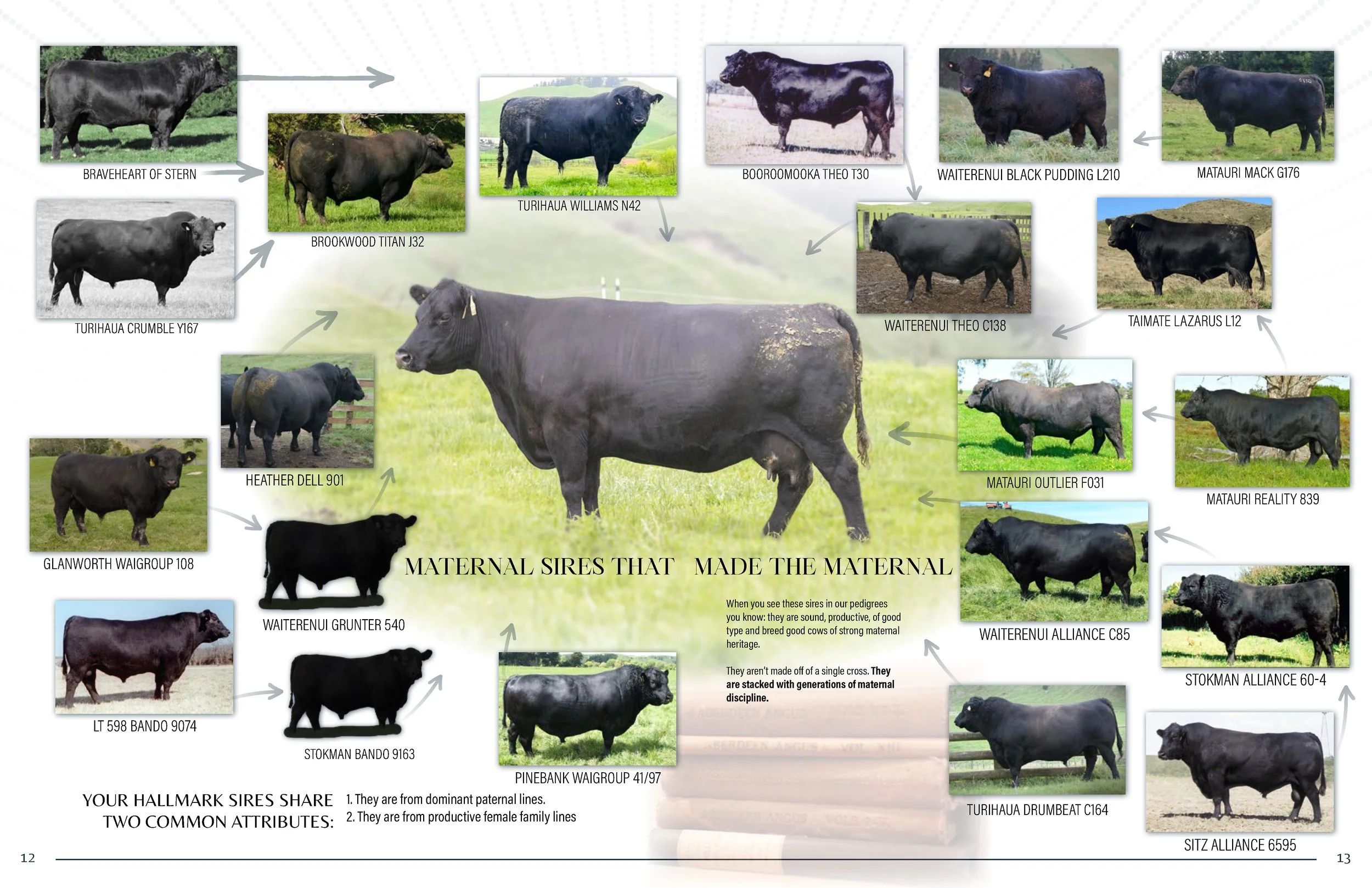 Hallmark Angus 2 YrOldSale 2026 spreads_Page_07.jpg