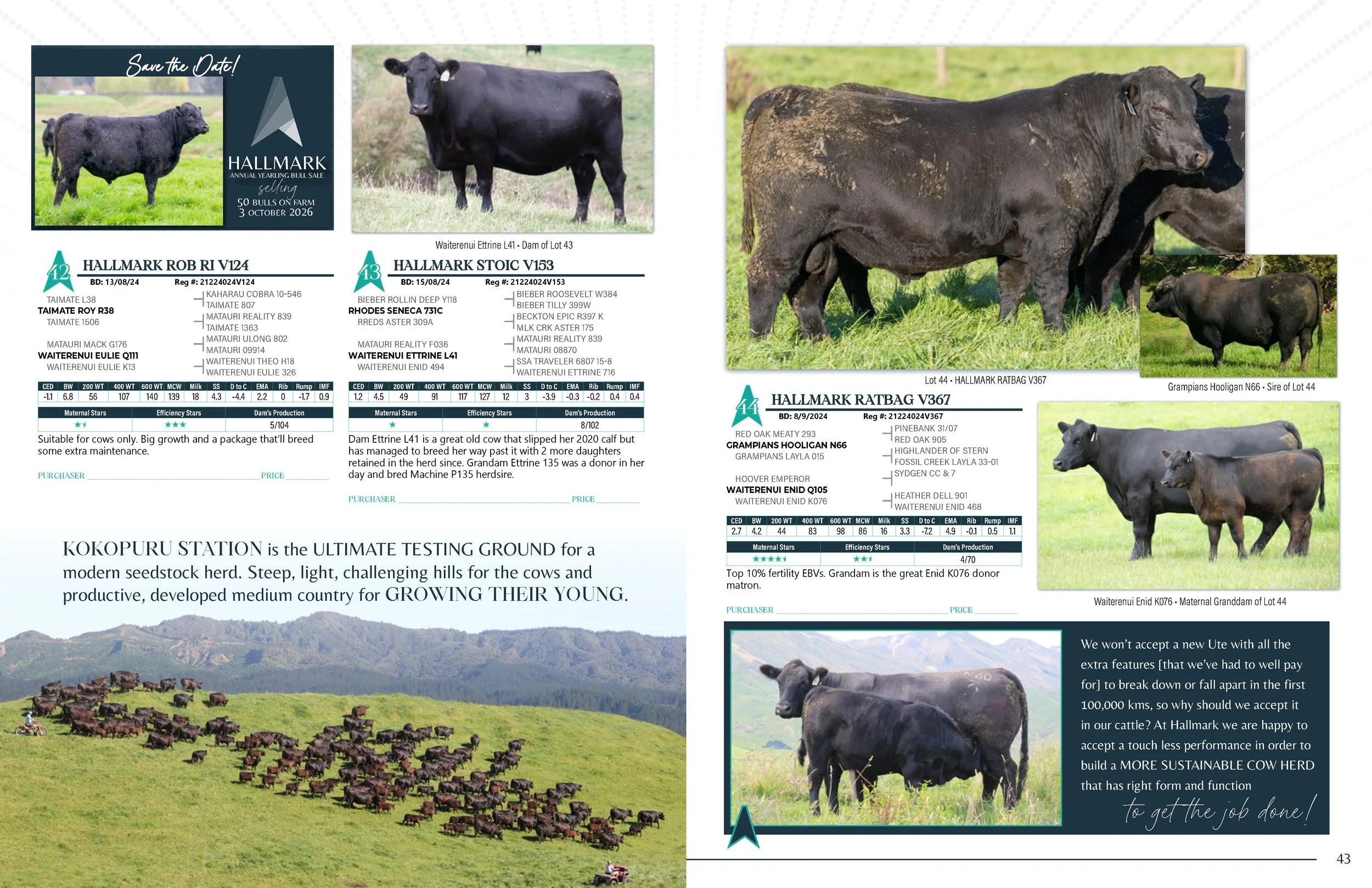 Hallmark Angus 2 YrOldSale 2026 spreads_Page_22.jpg