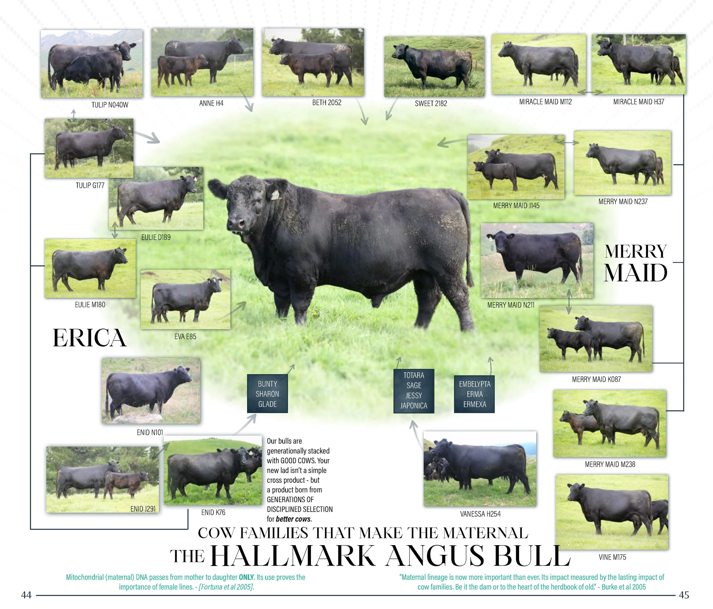 HallmarkYearlingSaleCatalogSpreads2026_Page_23.jpg