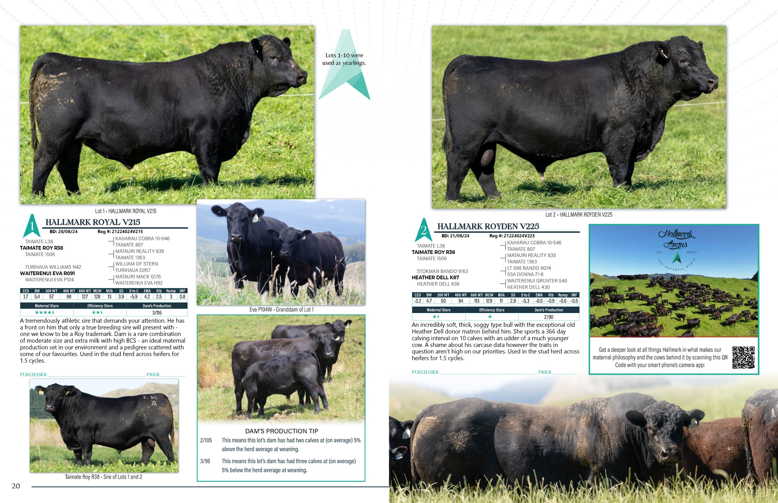 Hallmark Angus 2 YrOldSale 2026 spreads_Page_11.jpg