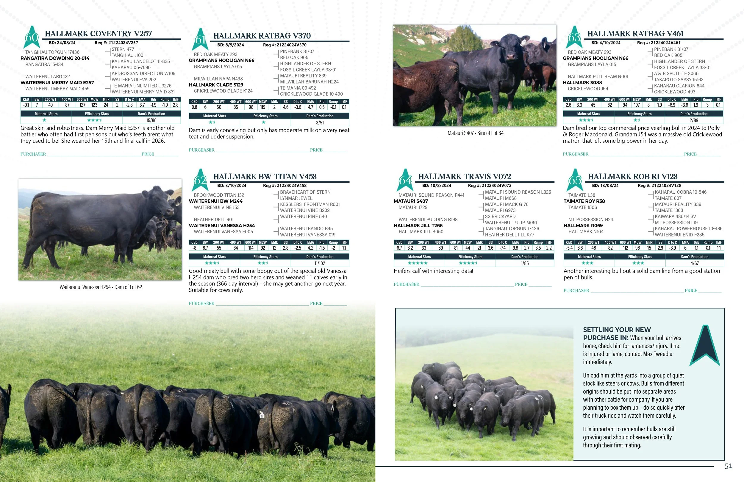 Hallmark Angus 2 YrOldSale 2026 spreads_Page_26.jpg