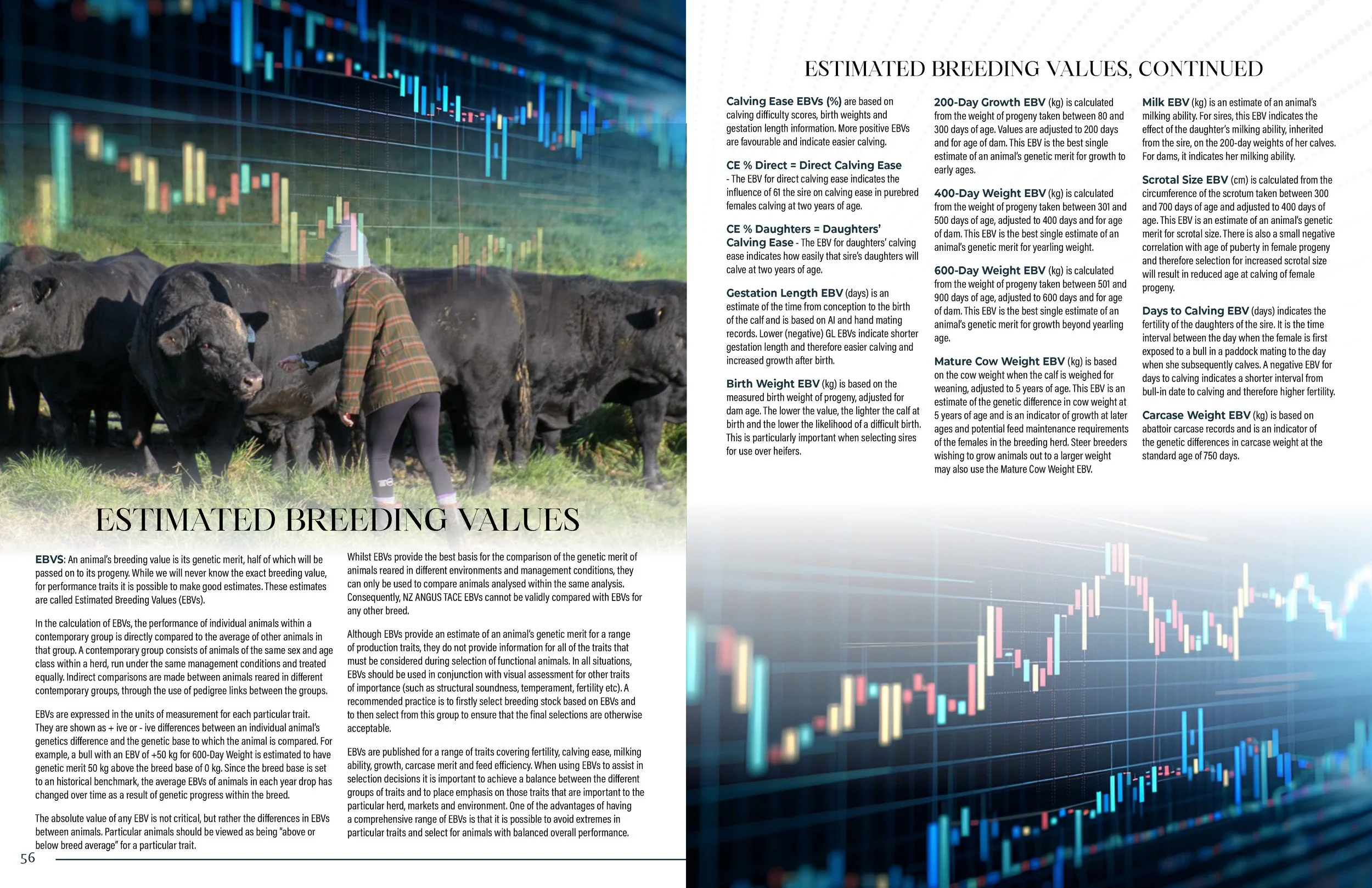 Hallmark Angus 2 YrOldSale 2026 spreads_Page_29.jpg