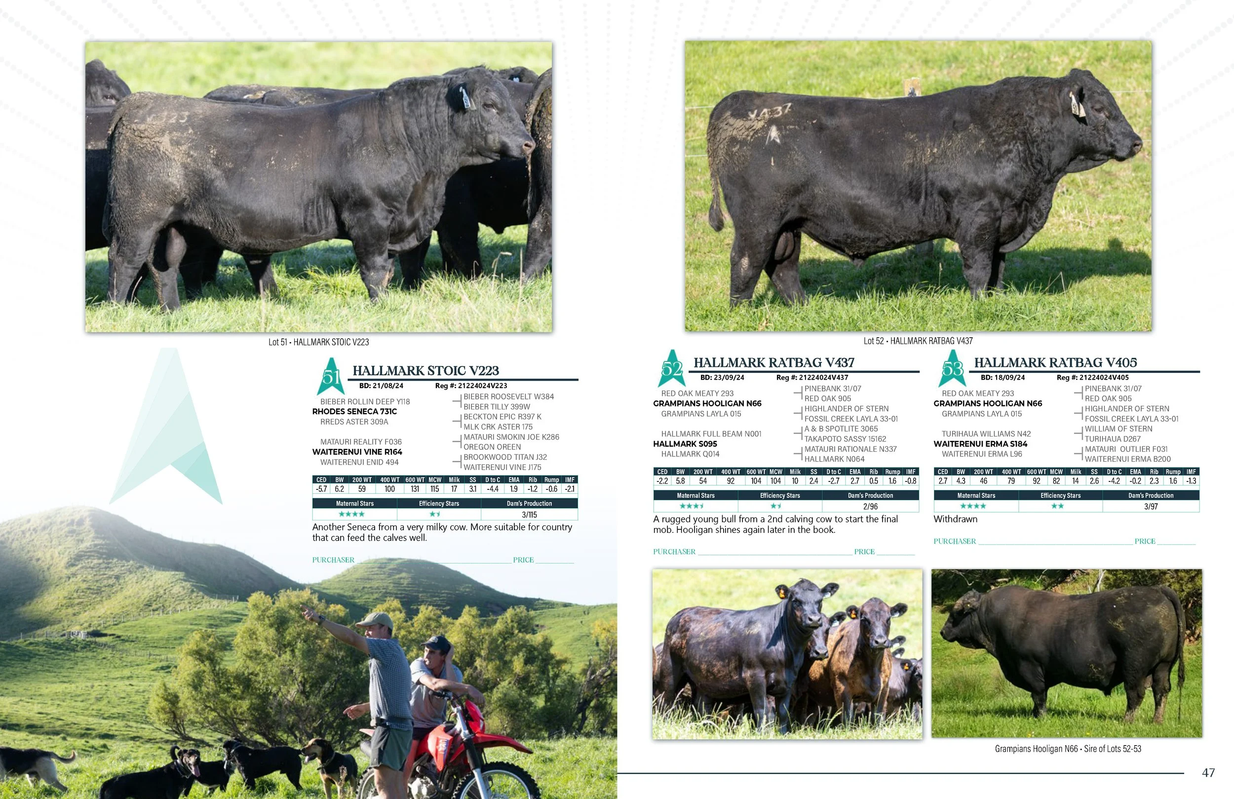 Hallmark Angus 2 YrOldSale 2026 spreads_Page_24.jpg