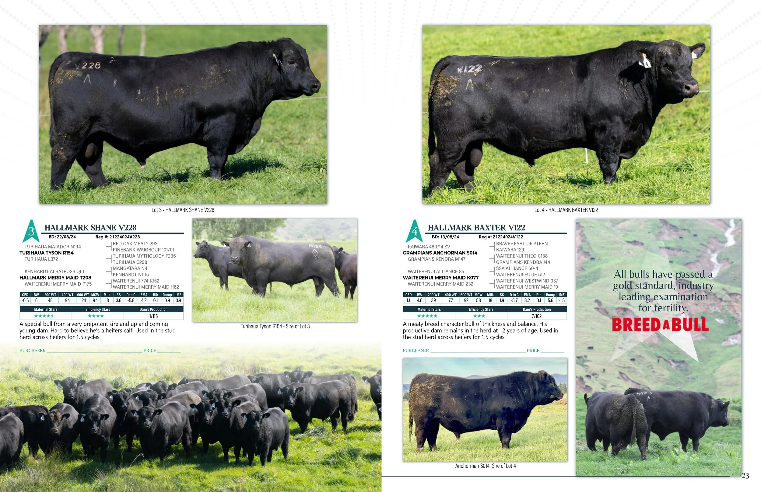 Hallmark Angus 2 YrOldSale 2026 spreads_Page_12.jpg