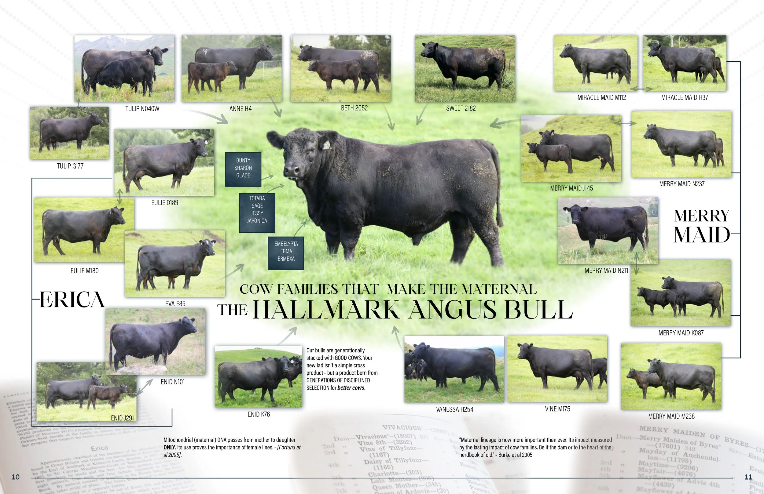Hallmark Angus 2 YrOldSale 2026 spreads_Page_06.jpg