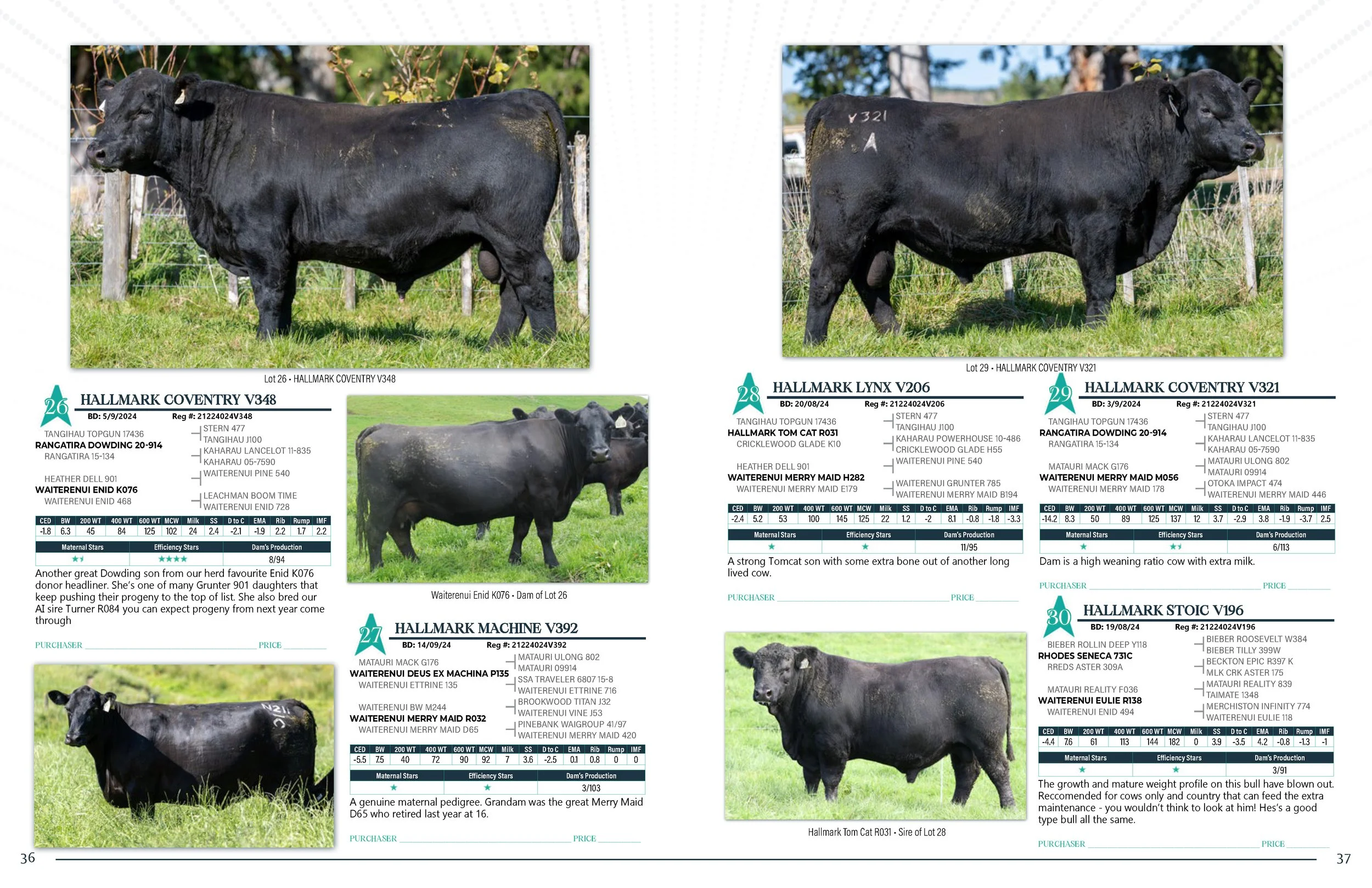 Hallmark Angus 2 YrOldSale 2026 spreads_Page_19.jpg