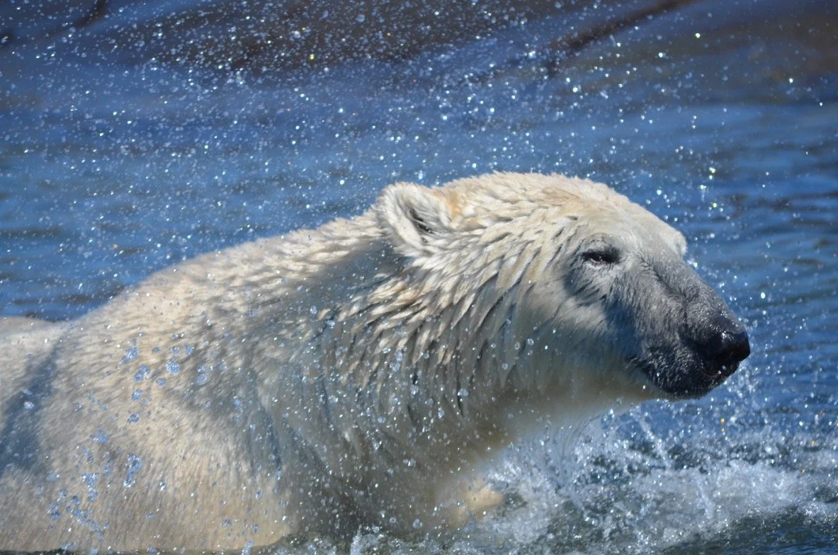 bear pic #4 (1).jpeg