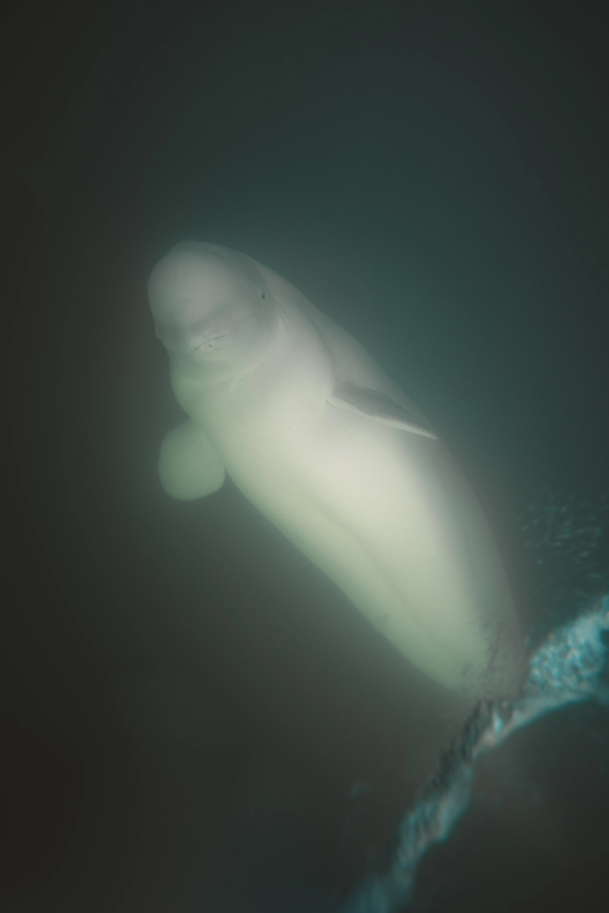 Churchill - Beluga-1.jpg