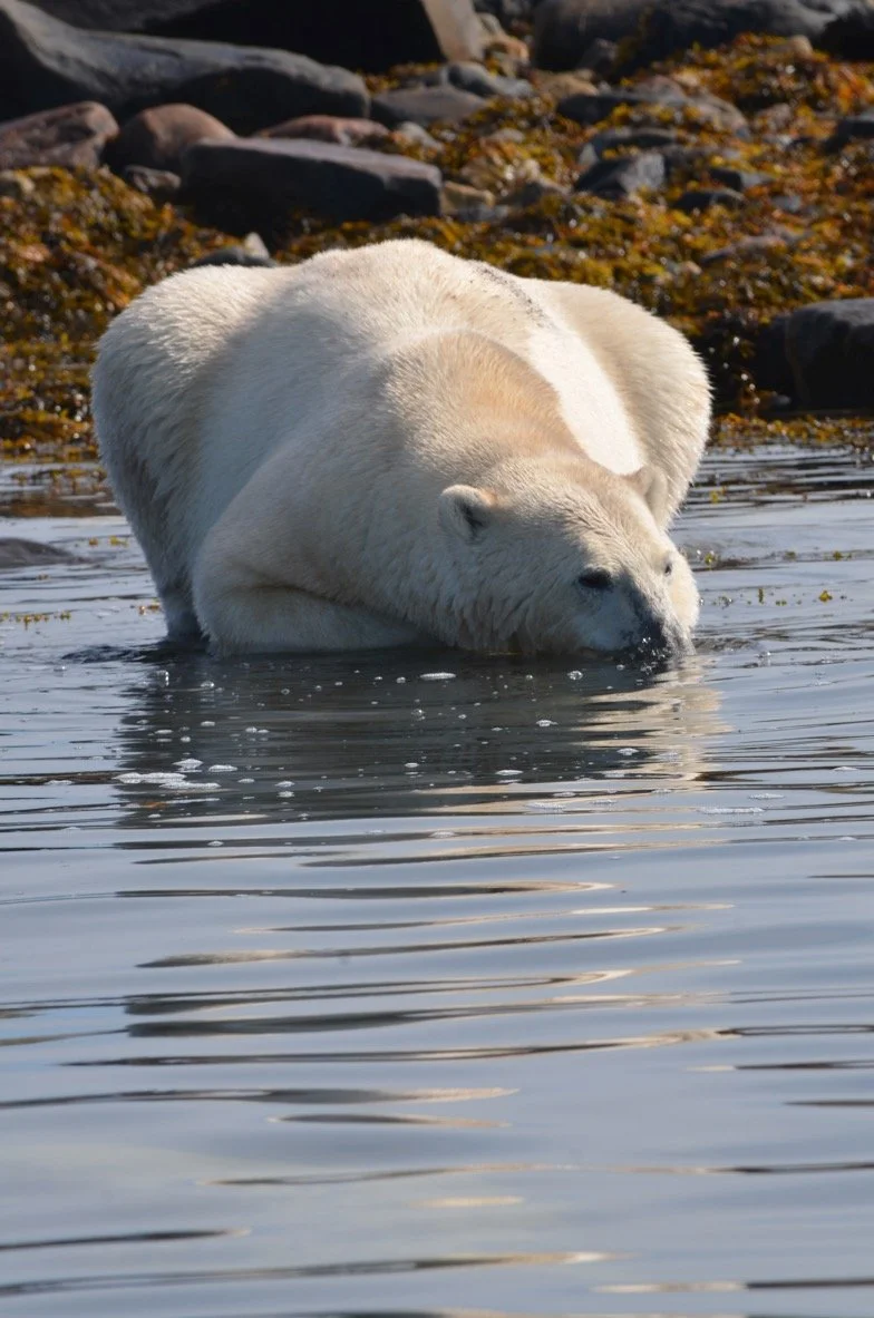 bear picture tasha.jpeg