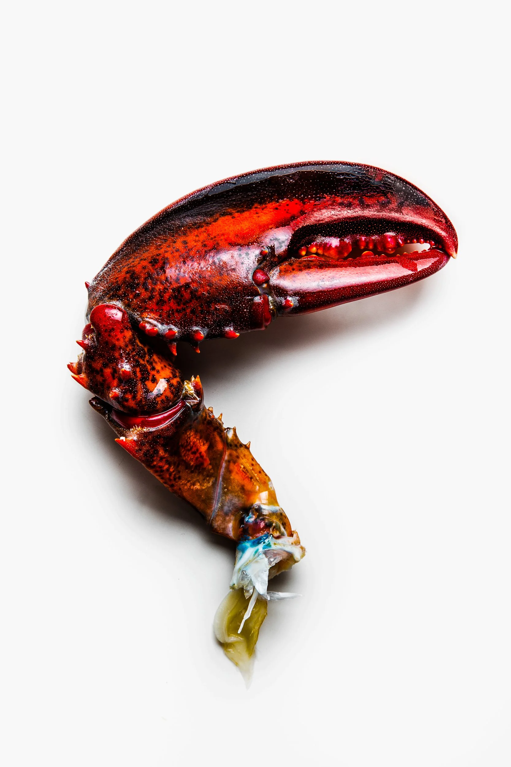 Lobster claw on white_Lizzie Munro.jpg