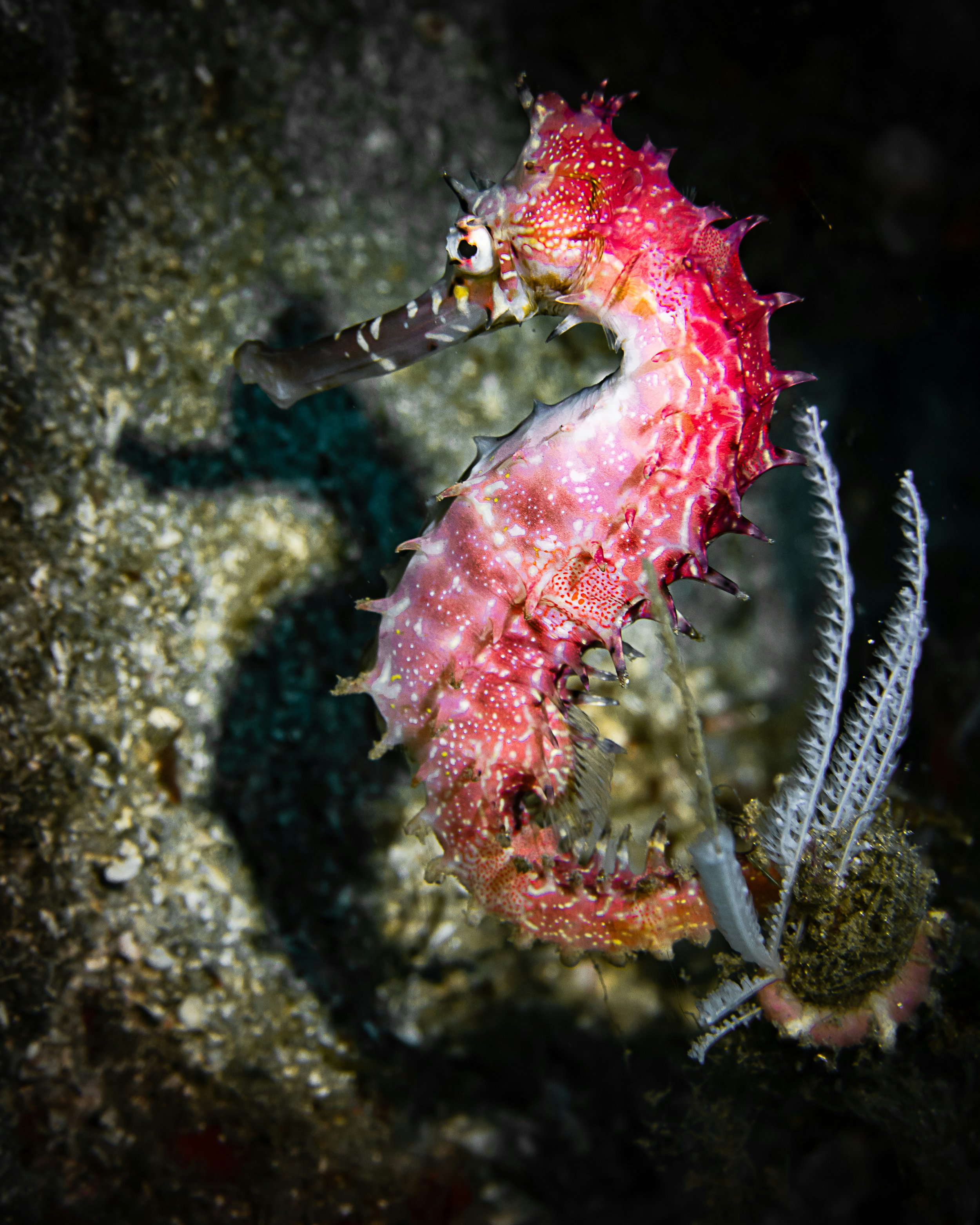 A seahorse