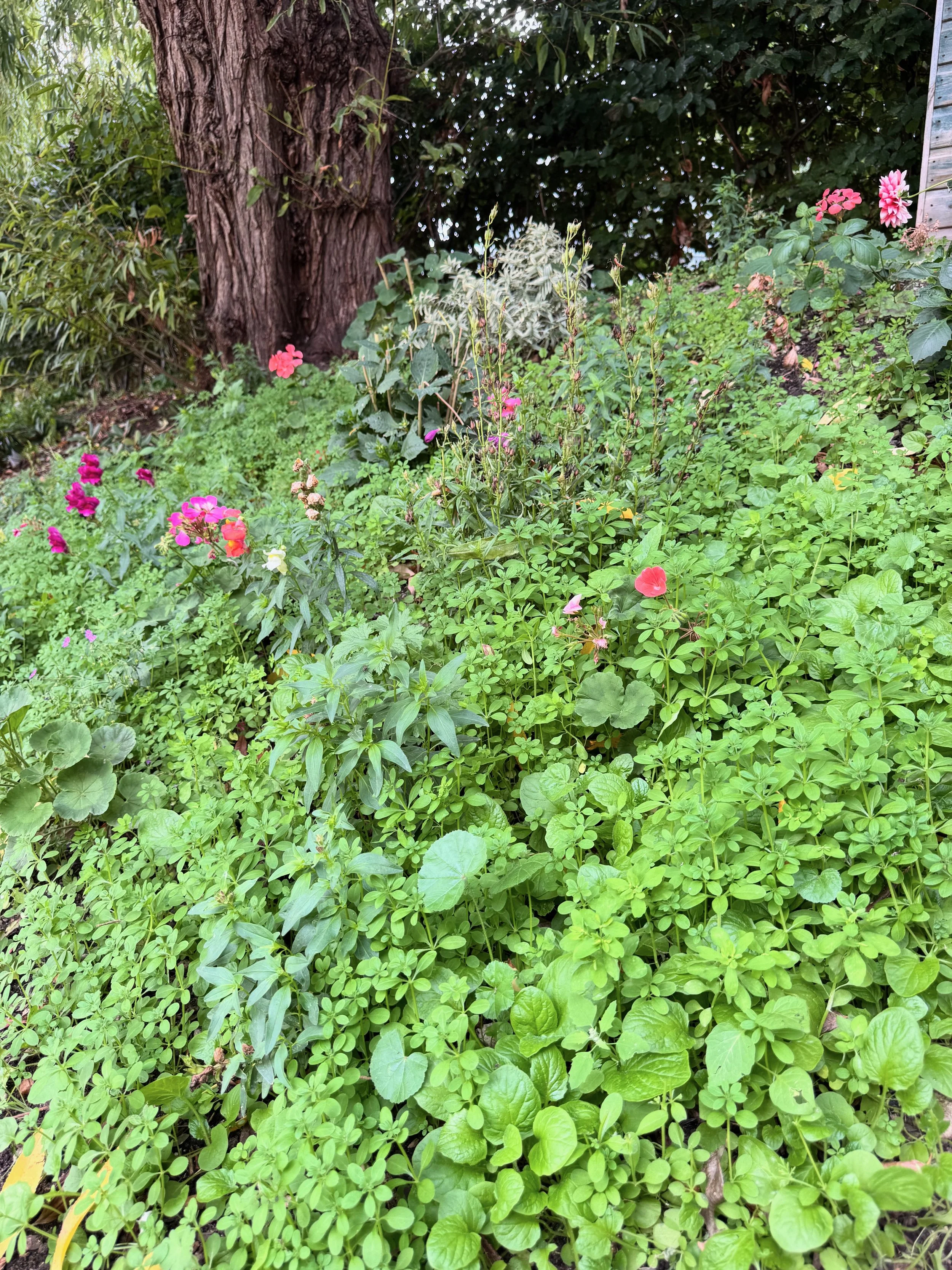A garden with a variety of green leafy plants, pink and purple flowers, and a large tree trunk in the background.