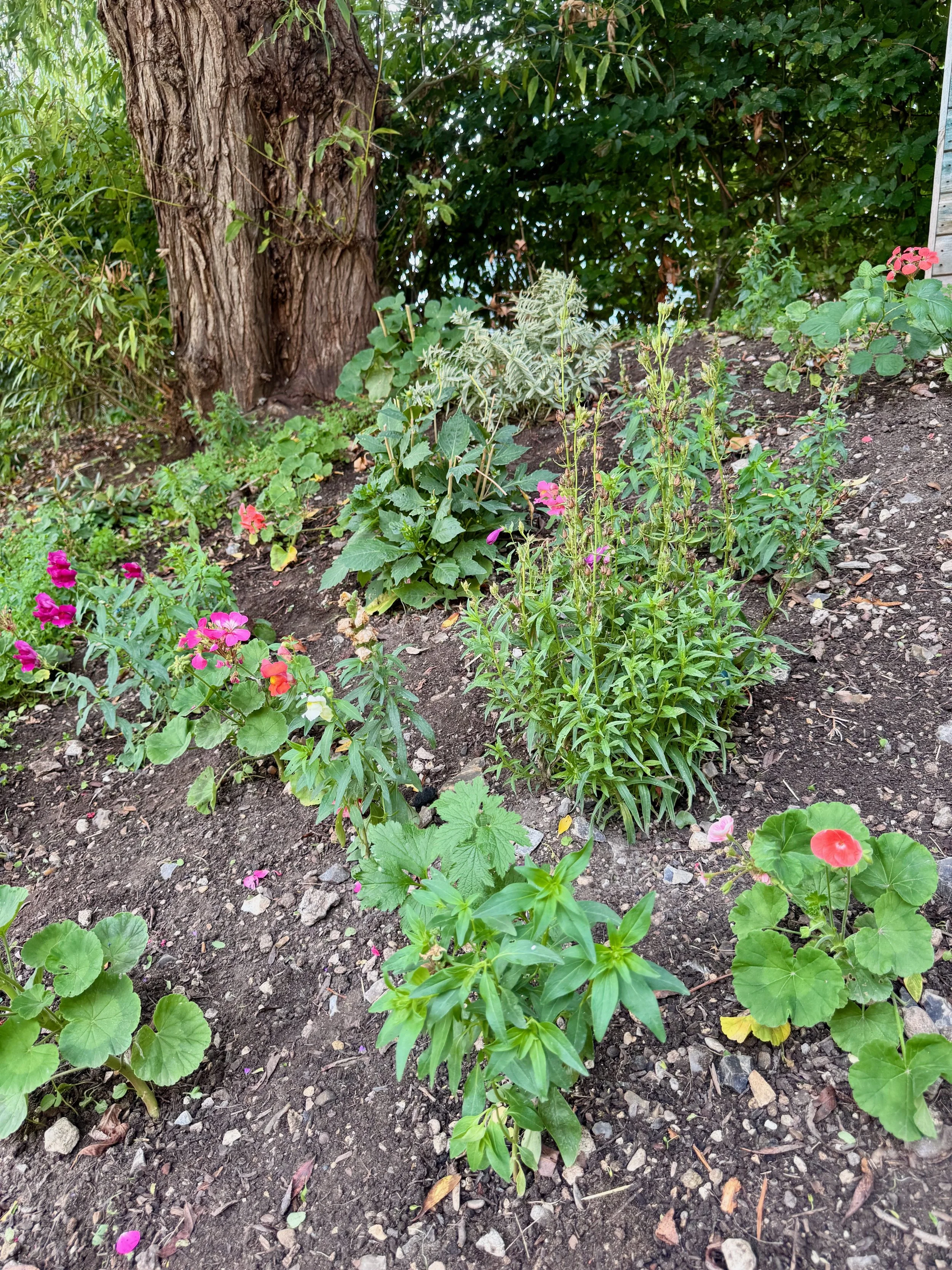 A garden bed with various flowers, including pink and red blooms, and green leafy plants, with a large tree trunk in the background.