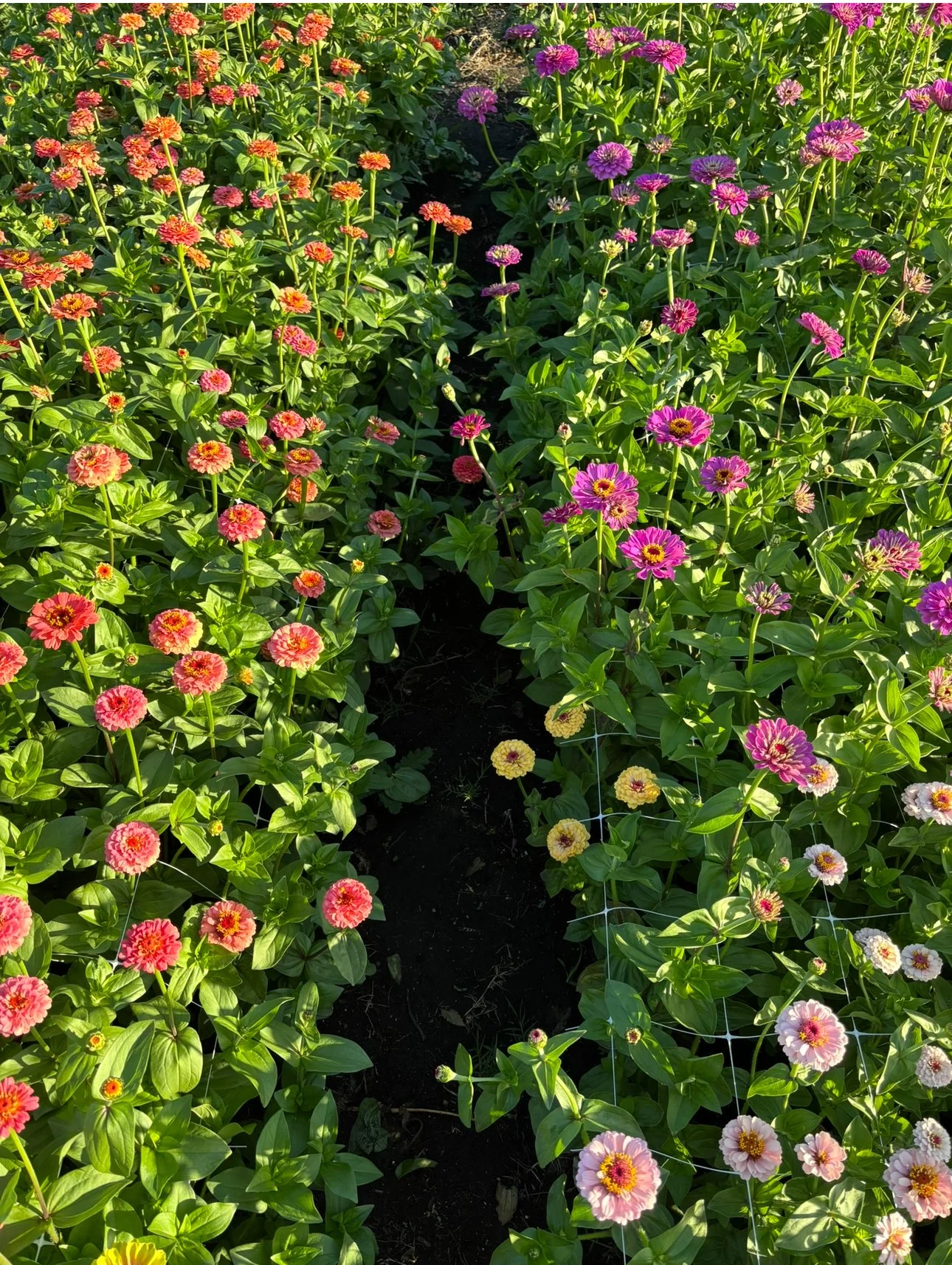Spring Seed Sowing Workshop