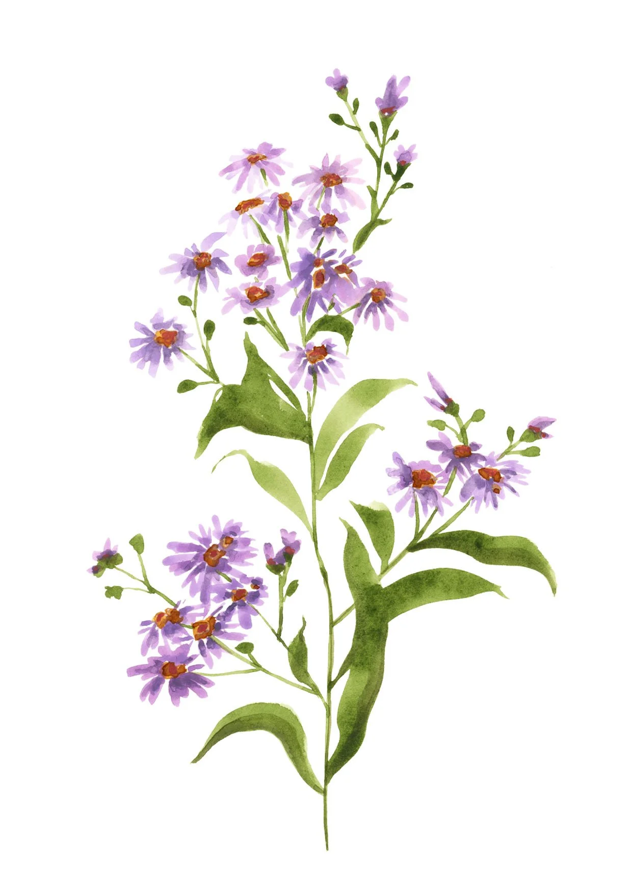 Mothers day aster.jpg