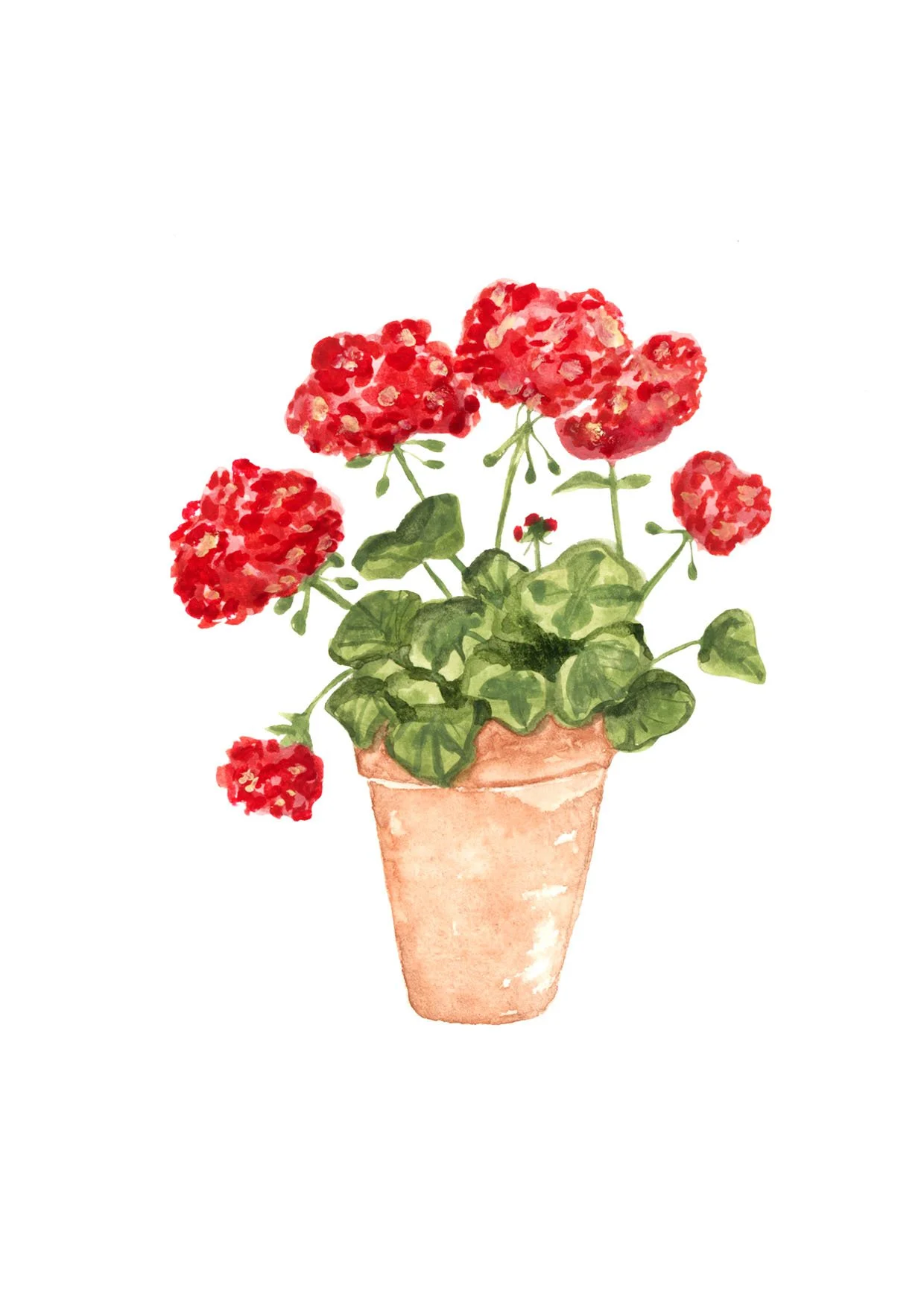 Geranium mothers day.jpg