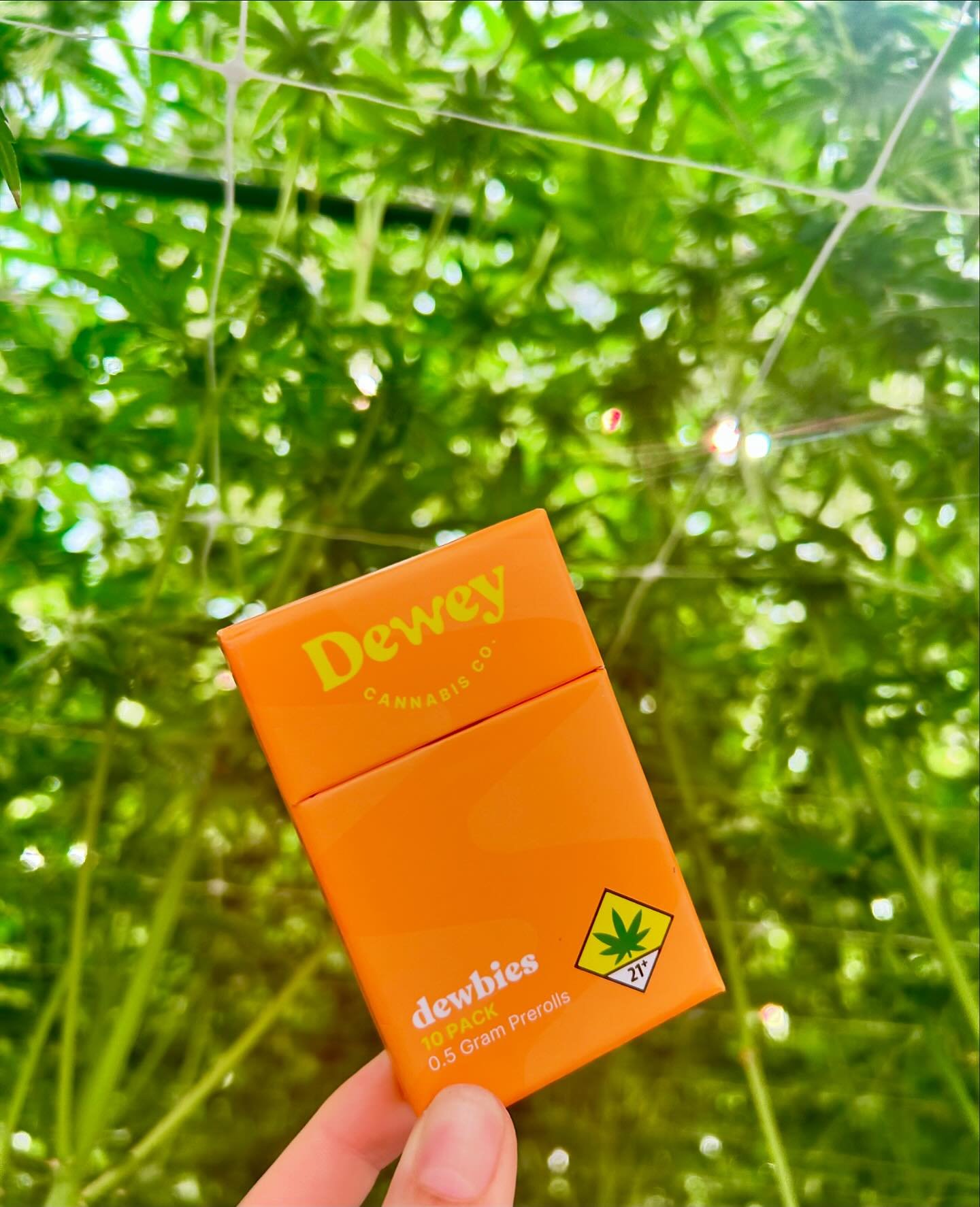 Big news, Dewey fans! 🌿 Dewbie Packs just got a makeover, and they&rsquo;re looking fresher than ever! 🙌 Same smooth smoke, now with a bold new vibe. Get ready to light up and elevate with Dewey Cannabis.

Disclaimer: This image is for art and ente