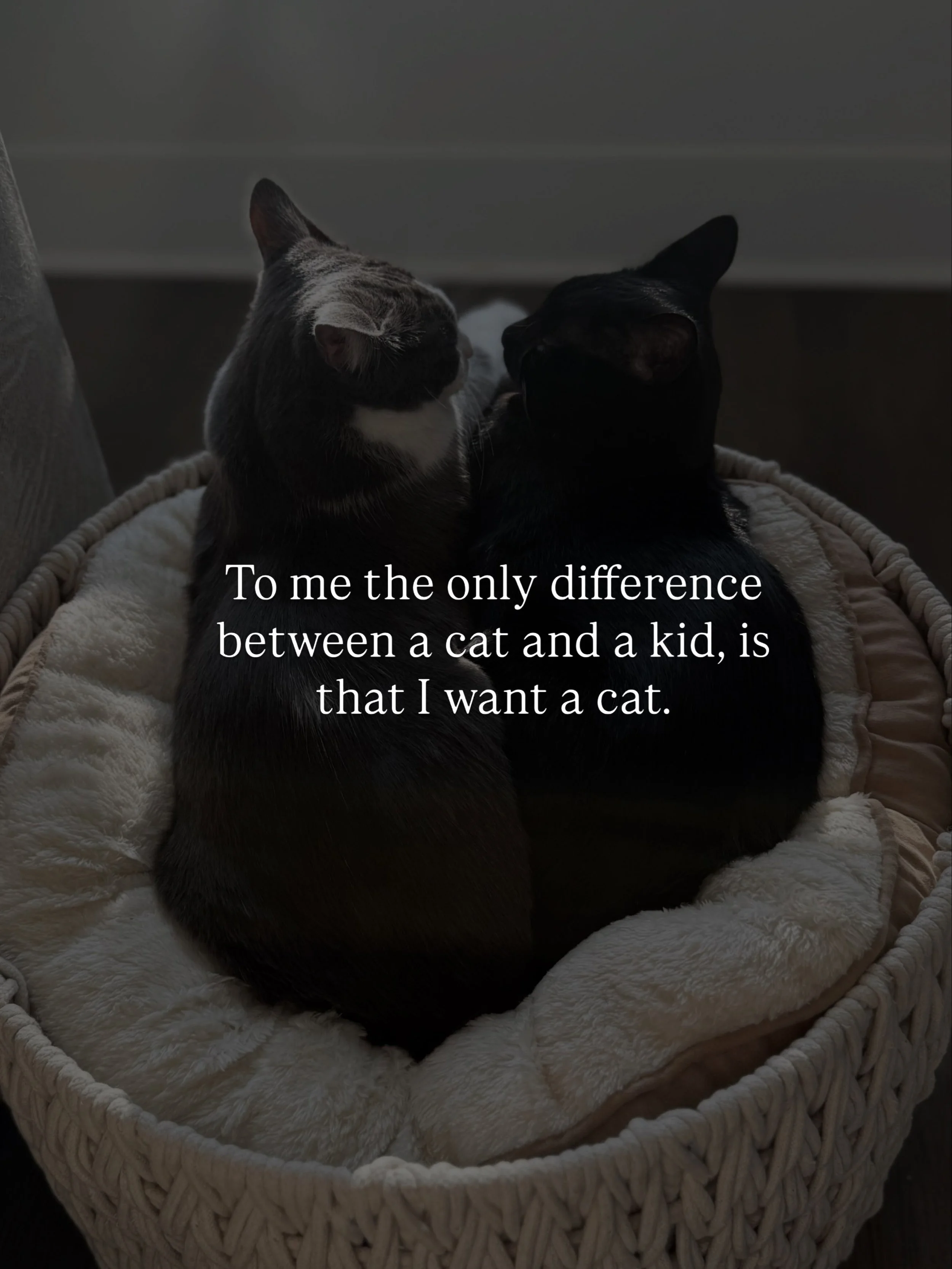 2 cats actually.

I wanted these ones. 

I don&rsquo;t want the other ones.

#childfree #relationaltrauma #attachment #singlewomen #catmom