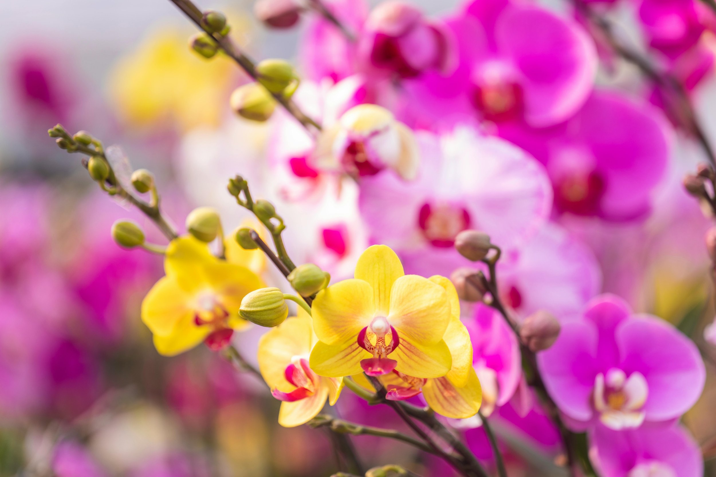 Colorful orchids blooming independently, representing the social rewards of hyper-independent women who are often praised for strength, resilience, and self-sufficiency.