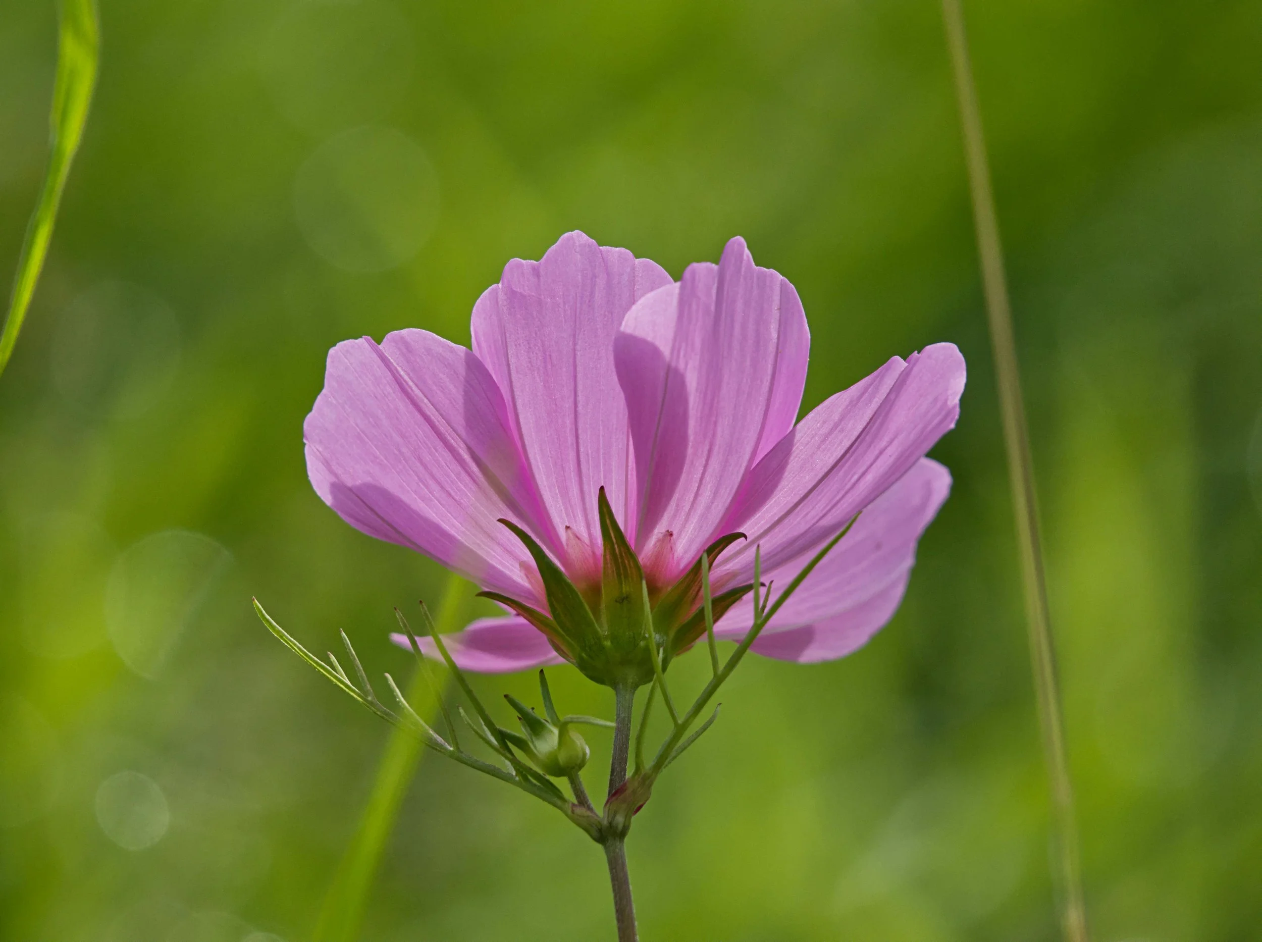 A single cosmo flower standing alone, symbolizing hyper-independent trauma and isolation.