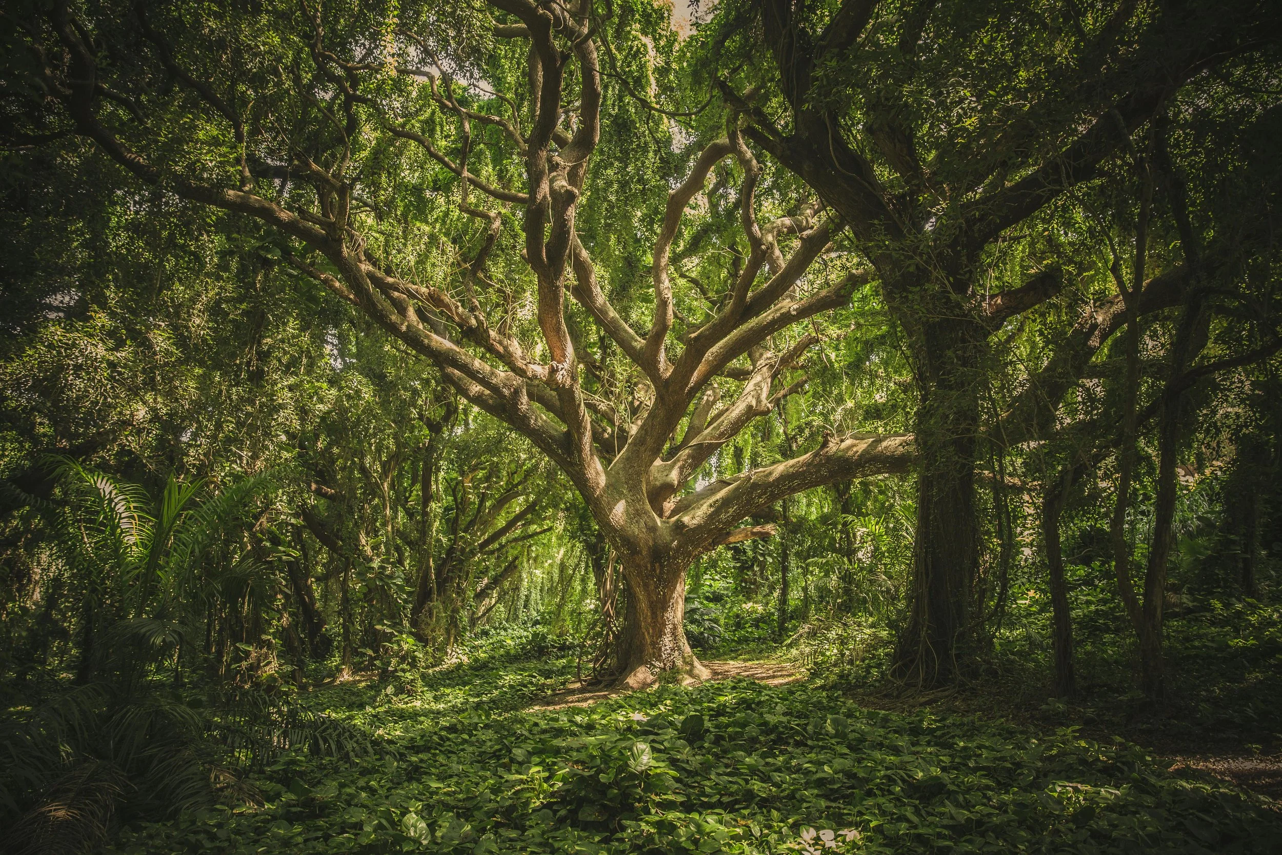 A large, rooted tree with sprawling branches symbolizing generational trauma, inherited patterns, and the emotional legacy passed through family systems.
