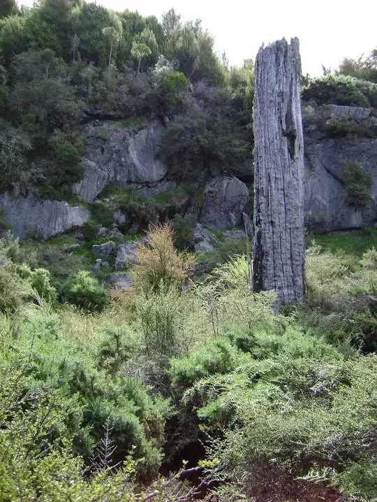 A tall, weathered tree trunk standing among dense green shrubbery and rock formations in a natural outdoor setting.