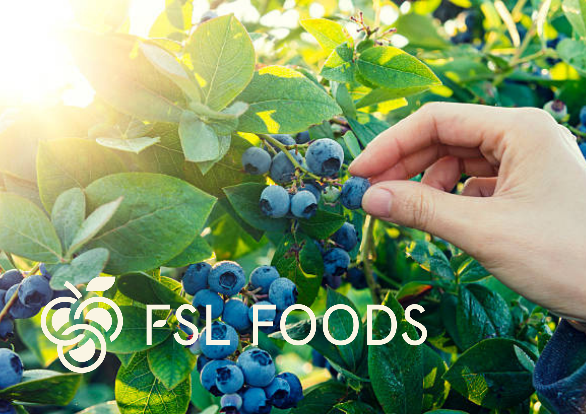 Client Spotlight: FSL Foods