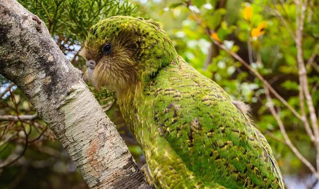 kakapo-bird.jpg