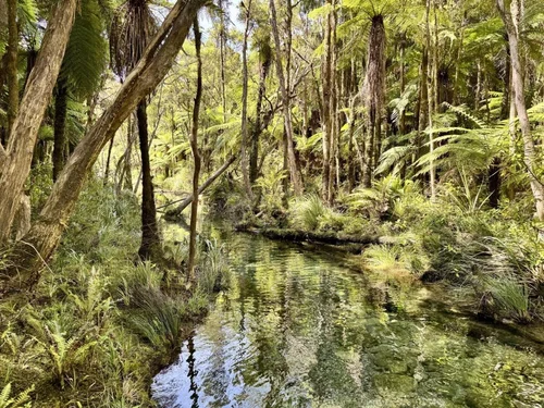 takaka-hill-biodiversity-wetlands-and-riverside.webp