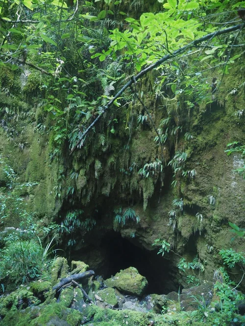 the-karst-forest-sanctuary-pilot.webp