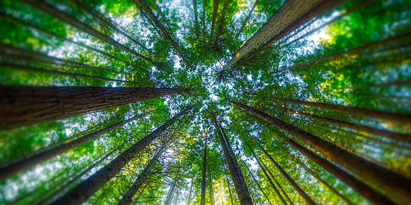 Navigating Green Claims and Carbon Communications: A Practical Compliance Guide for Businesses
