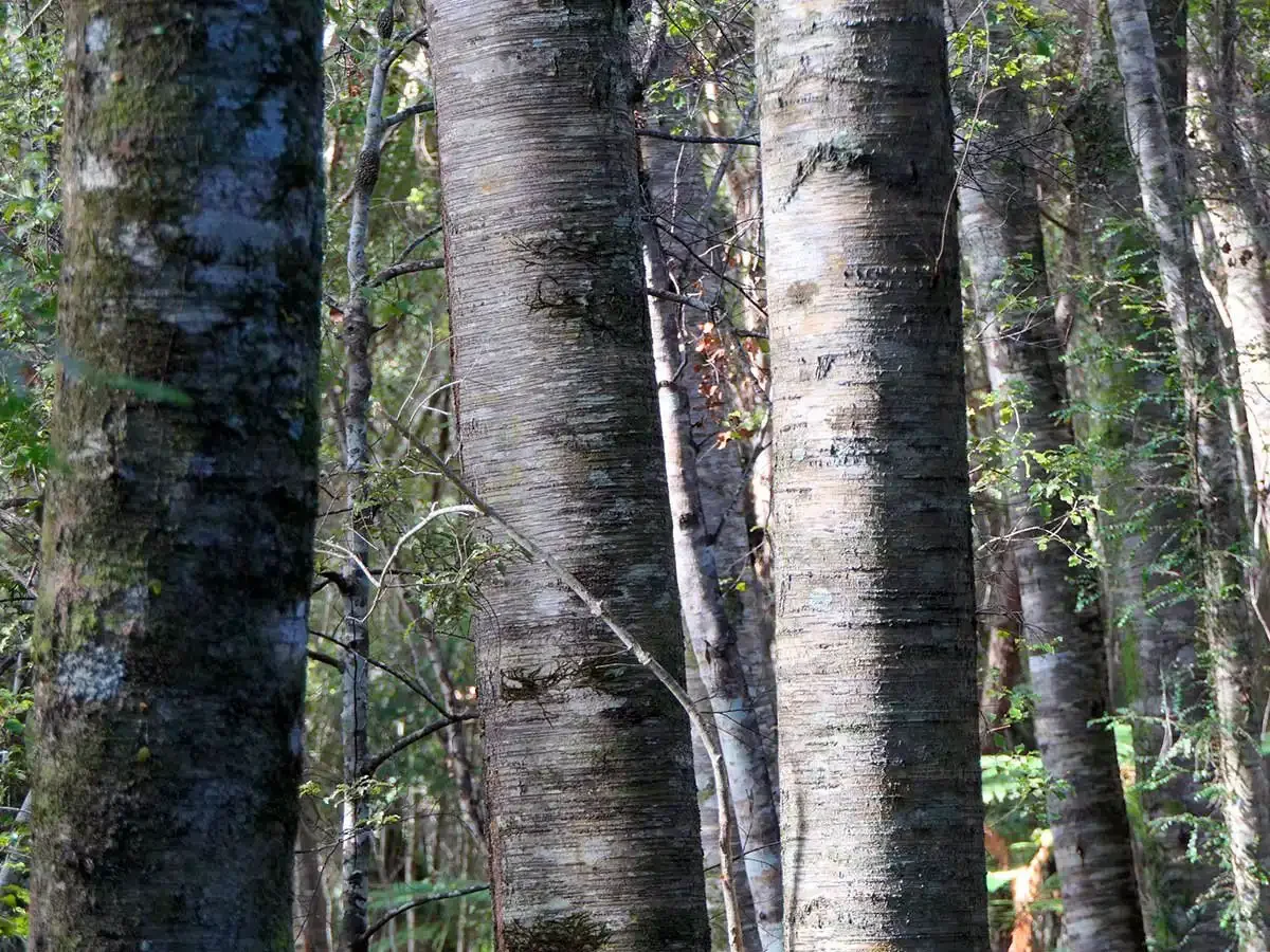 Close-up of tree trunks in Rarakau forest with sunlight filtering through the trees.