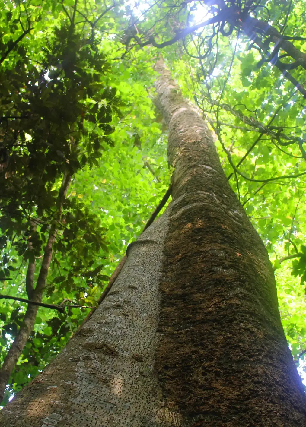 Looking up at a tall tree in a Loru tropical rainforest with bright green leaves and sunlight filtering through.