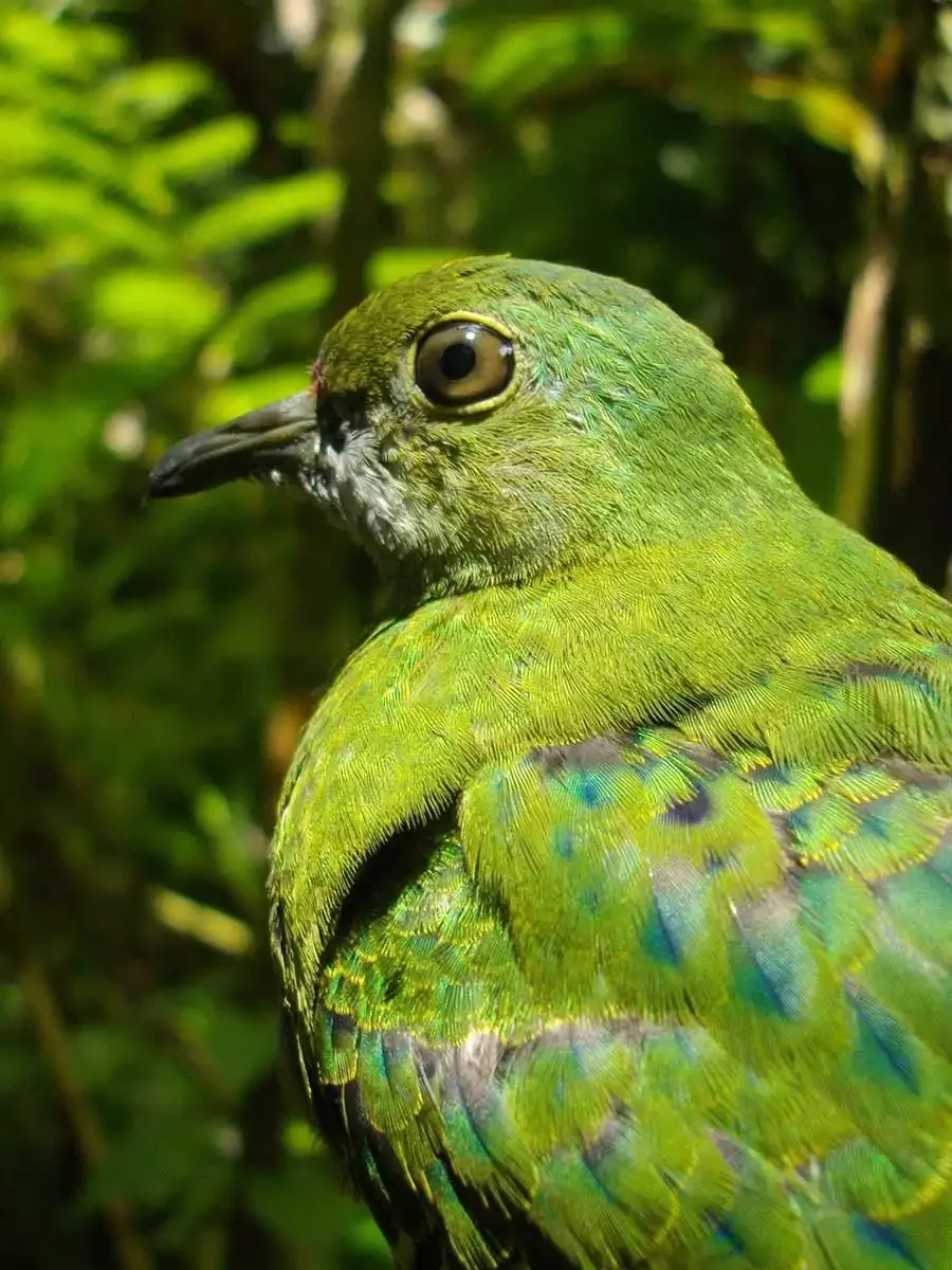 Close-up of a green bird with iridescent blue and yellow feathers on its wings, in a lush green jungle setting.