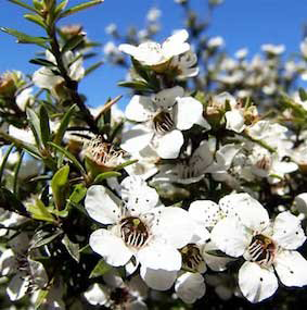 Close-up of manuka white flower with bees collecting nectar.