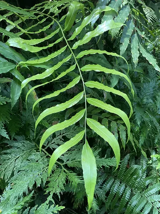 A green fern leaf hanging amidst dense jungle foliage.