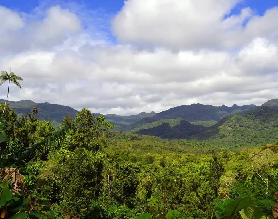 Lush green tropical rainforest in Drawa with mountains in the background under a partly cloudy sky.