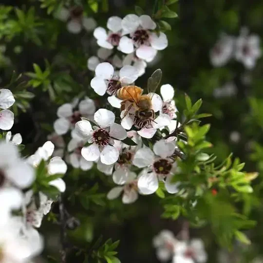 Close-up of a bee collecting nectar from white flowers on a green shrub.
