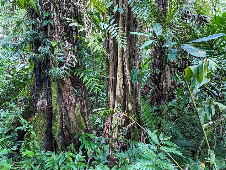 Close-up of a large tree trunk with moss and small plants, surrounded by dense green jungle foliage and ferns.