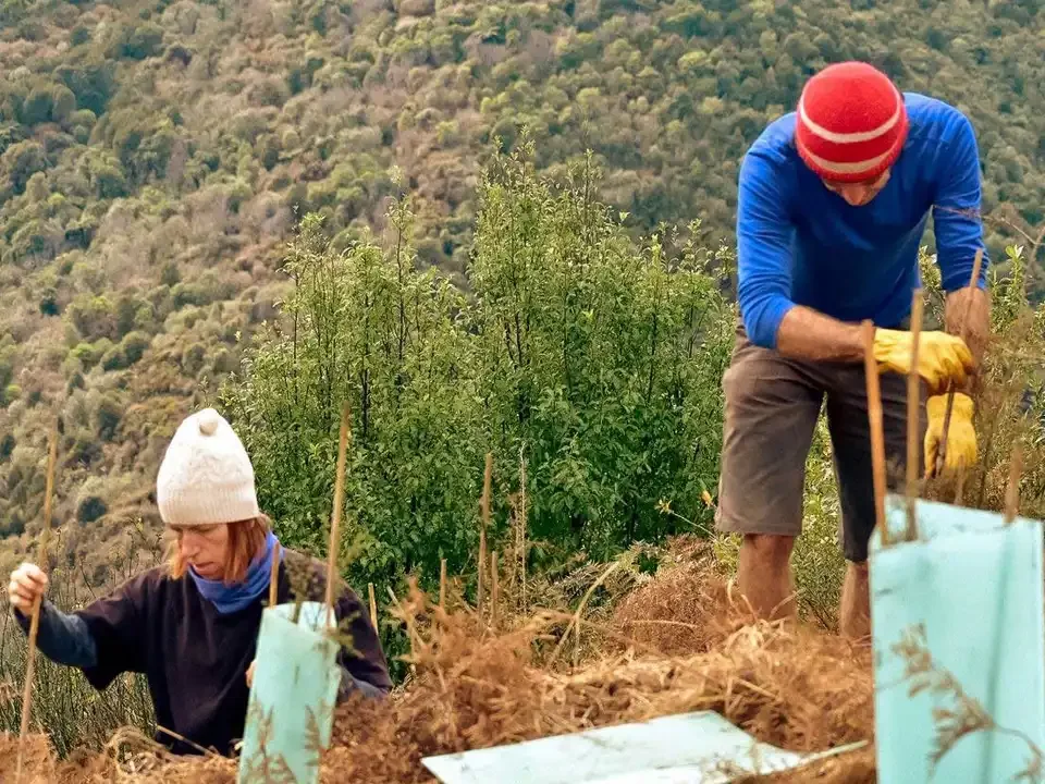 Nicole and Richard planting or gardening on a hillside with Rameka Forest in the background.